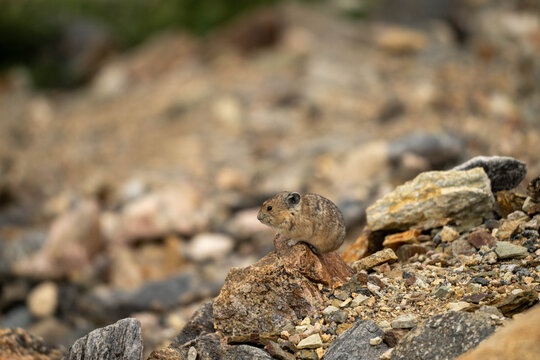 Pika on rocks