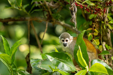 Squirrel monkey 