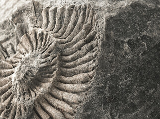 macrophotography of a stone with an imprint of a fossil animal