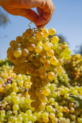 Fresh green wine grapes being delivered for wine making.