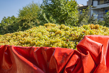 Fresh grapes being delivered for wine making.