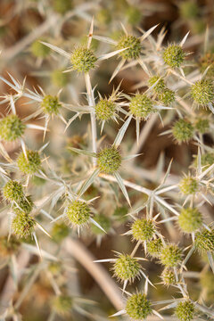 Green thistle flowers in a garden.