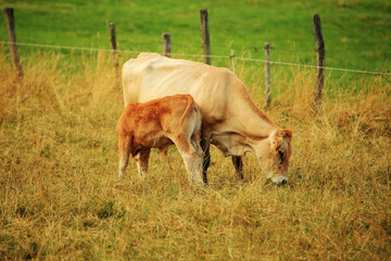 Cow and Calf in Iyarga