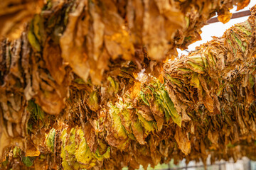 Strings of tobacco leaves hanging to dry.