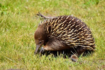 Echidna in the grass