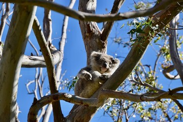 koala in tree