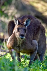 Naklejka premium kangaroo eating grass