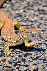 Monitor lizard on the street