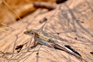 lizard on a sand dune