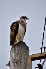 red tailed hawk