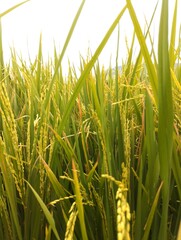 Golden rice stalks sway under a bright sky, a vibrant symbol of nature's bounty and agricultural life.
