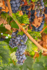 Ripe grapes growing on the vine.