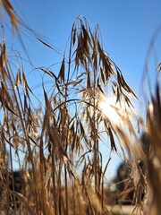  A close-up of a stalk of cereal grass with the sun shining behind it, creating a beautiful golden glow and a peaceful atmosphere.
