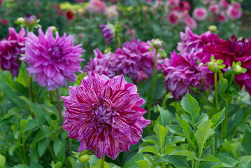 Obraz premium Magenta decorative Dahlias in a garden
