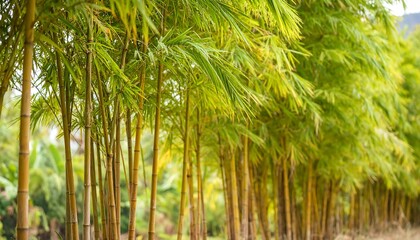 Lush bamboo grove, vibrant green and yellow tones