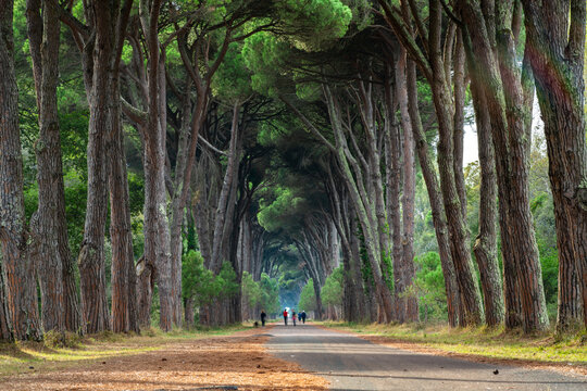 Scenic Tree-Lined Pathway in Pisa, Italy