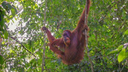 a young male orangutan swings from a vine in the rainforest of gunung leuser national park on sumatra, indonesia © chris