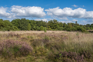 Naturschutzgebiet Buurserzand
