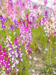 花壇に咲いた姫金魚草