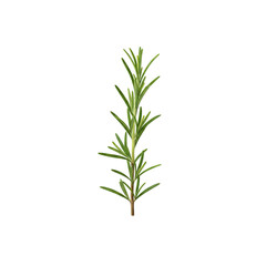 Fototapeta premium Fresh rosemary sprig ready for culinary use enhancing flavor and aroma in cooking
