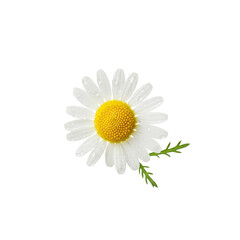 Delicate white daisy with dew drops and green leaves, a symbol of purity and nature's beauty.