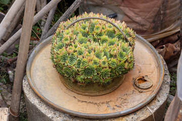Succulent plant growing in a pot.