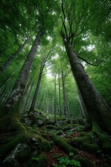 Obraz premium Lush Green Forest Canopy with Tall Trees and Mossy Ground, Offering a Serene Woodland View