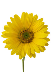 Fototapeta premium Yellow Flower - Daisy, Sunflower