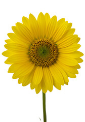 Fototapeta premium Yellow Flower - Daisy, Sunflower