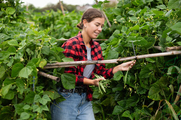 Lot of ripe beans barely fit in hands of young woman. Female peasant checkered shirt collects beans...