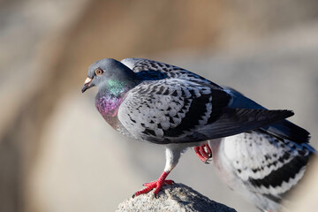 Rock Dove (Columba livia), Narooma, NSW, May 2025