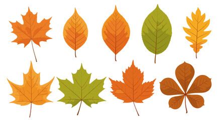 Obraz premium A vibrant collection of colorful autumn leaves in various shapes and shades, illustrating the beauty of fall season