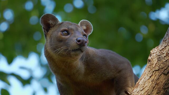 Close-up of a fossa, exotic wild animal from Madagascar, perched on a tree branch in natural environment