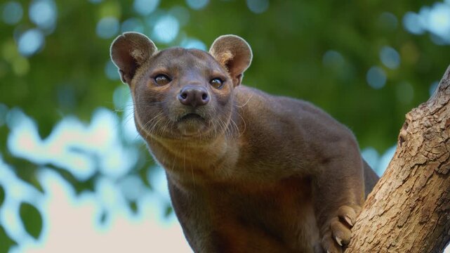 Close-up of a fossa, exotic wild animal from Madagascar, perched on a tree branch in natural environment