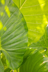 Sunlight glowing through green leaves.