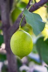 Fresh green lime growing on a tree.