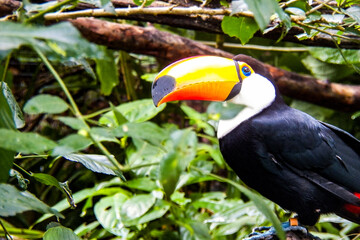 Colorful Toucan Bird in Lush Tropical Rainforest Habitat, Close-Up Wildlife Photography