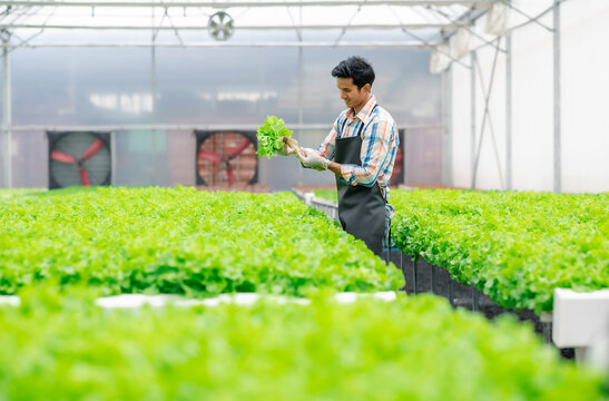 Happy Asian man farmer checking fresh green oak vegetables in hydroponic greenhouse farm