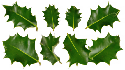 Close-up of glossy holly leaves with spiky edges on transparent background