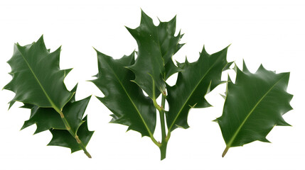 Fototapeta premium Close-up of holly leaves with spiky edges on transparent background