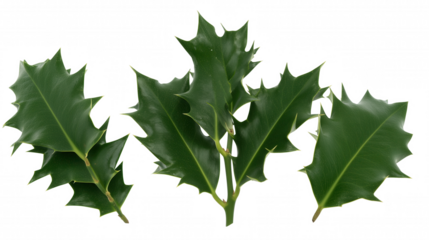 Close-up of holly leaves with spiky edges on transparent background
