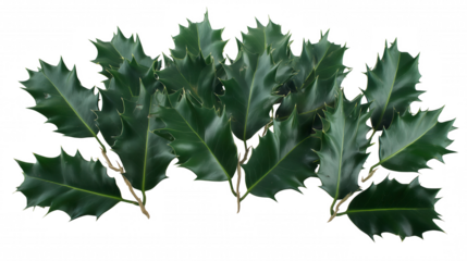 Close-up of glossy green holly leaves with serrated edges on transparent background
