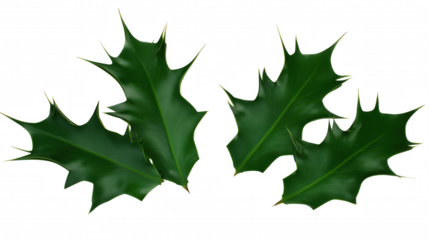 Two holly leaves with deep green coloration and sharp spiky edges on transparent background