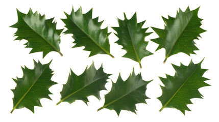 Fototapeta premium Close-up of glossy holly leaves with serrated edges on transparent background