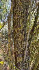Close-up of a tree trunk with textured bark covered in yellow lichen