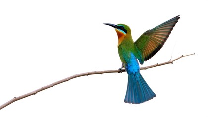 Fototapeta premium Bluetailed Beeeater Landing Branch.