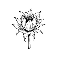 Elegant blossom illustration with delicate petals gracefully unfurling a botanical drawing