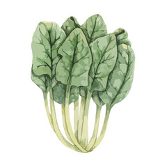 Fresh Spinach Leaves Watercolor Illustration