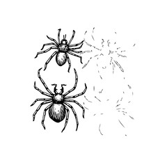 Intricate spider duo with delicate web, embodying mystery and arachnid artistry in monochrome sketch