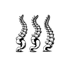 Three anatomical spines presenting vertebral column structures and spinal curve in a graphic style